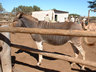 Photo ID: 000203, A Zeedonk at the Camel Farm (48Kb)