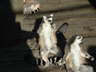 Photo ID: 000662, Sunbathing lemurs (69Kb)