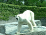 Photo ID: 000688, An Eisbären (67Kb)