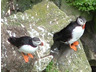 Photo ID: 000739, Two Puffins (57Kb)