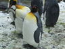 Photo ID: 000855, A penguin (78Kb)