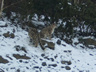Photo ID: 000858, Snow Leopards (67Kb)