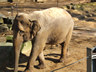 Photo ID: 000907, A depressed elephant (116Kb)