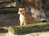 Photo ID: 000909, A lioness suns itself (127Kb)