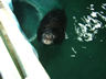 Photo ID: 001907, A bearded seal (38Kb)