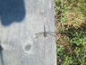 Photo ID: 001940, A dragonfly on the boardwalk (79Kb)