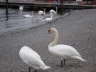 Photo ID: 004603, Two swans preening (113Kb)
