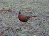 Photo ID: 005427, A bold pheasant (146Kb)
