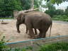 Photo ID: 007390, A sad looking elephant (118Kb)