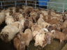 Photo ID: 007457, Loaghtan sheep (119Kb)