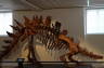 Photo ID: 017741, Stegosaurus (101Kb)