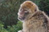 Photo ID: 018396, Grumpy Macaque (124Kb)