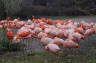 Photo ID: 018558, Flamingos (162Kb)