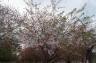 Photo ID: 019196, Blossom in Brooklyn (225Kb)