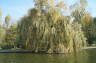 Photo ID: 021213, Weeping Willow (198Kb)