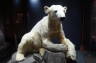 Photo ID: 021588, Knut the Polar bear (76Kb)