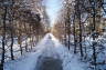 Photo ID: 022037, Tree lined path (232Kb)