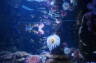 Photo ID: 022385, In the aquarium (83Kb)