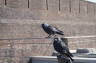 Photo ID: 022602, Crows (141Kb)