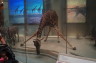 Photo ID: 024275, Giraffe taking a drink (126Kb)