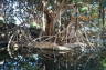 Photo ID: 025165, Mangroves (269Kb)