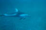 Photo ID: 025895, Dolphin (75Kb)