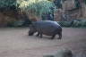 Photo ID: 032018, Hippopotamus (147Kb)
