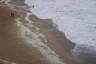 Photo ID: 032123, Sea Foam on the beach (102Kb)