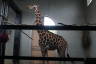 Photo ID: 035273, Giraffe being snooty (117Kb)