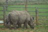Photo ID: 035374, Asian Rhino nibbling (127Kb)