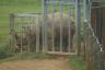 Photo ID: 035376, Male Rhino (131Kb)