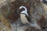 Photo ID: 035388, Penguin (141Kb)