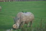 Photo ID: 035397, Rhino with Magpie joyriders (123Kb)