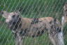 Photo ID: 035403, African Hunting Dog (144Kb)