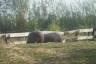 Photo ID: 035454, Feeding Hippos (186Kb)