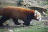 Photo ID: 038089, Red panda in it's enclosure (165Kb)
