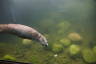Photo ID: 040019, Otter swimming (102Kb)