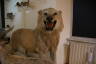Photo ID: 040387, Thinning lion (110Kb)