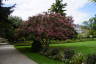 Photo ID: 042341, Tree in full bloom (204Kb)