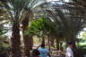 Photo ID: 045241, Entering the botanical gardens (232Kb)