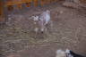 Photo ID: 045259, Baby goat (170Kb)