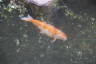 Photo ID: 045401, Flamingo's pond fish (129Kb)