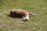 Photo ID: 049066, A lazing llama (242Kb)