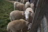 Photo ID: 049069, Sheep (159Kb)