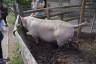 Photo ID: 049073, A Tamworth pig (194Kb)