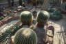 Photo ID: 049290, Inside Cacti (212Kb)