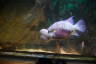 Photo ID: 050980, In the aquarium (124Kb)