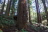 Photo ID: 051596, A Redwood (224Kb)