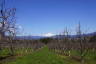 Photo ID: 051731, View towards Mount Adams (166Kb)