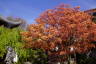 Photo ID: 051817, Vibrant trees (254Kb)